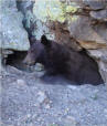 Crowborough Caves wild life, yet to be identified